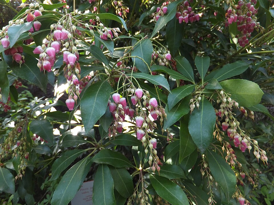 Pieris japonica 'Valley Valentine' (Valley Valentine Pieris) (alternate view 2)