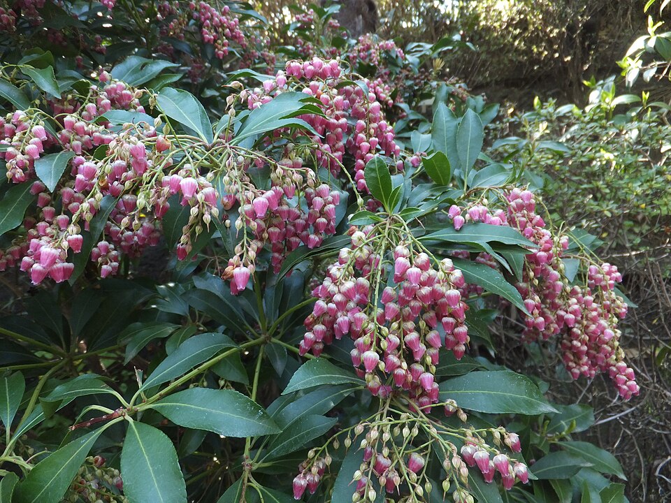 Pieris japonica 'Valley Valentine' (Valley Valentine Pieris) (alternate view 3)
