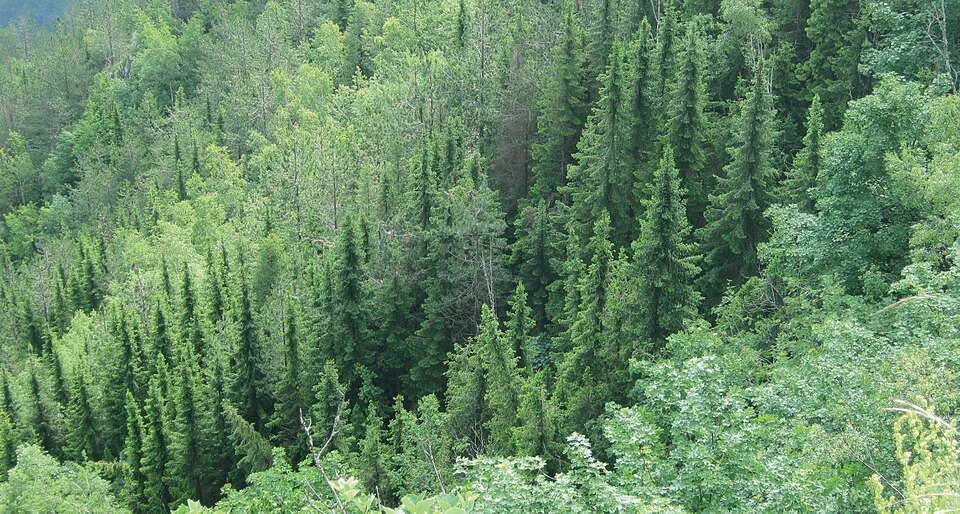 Picea omorika (Serbian Spruce) (alternate view 11)