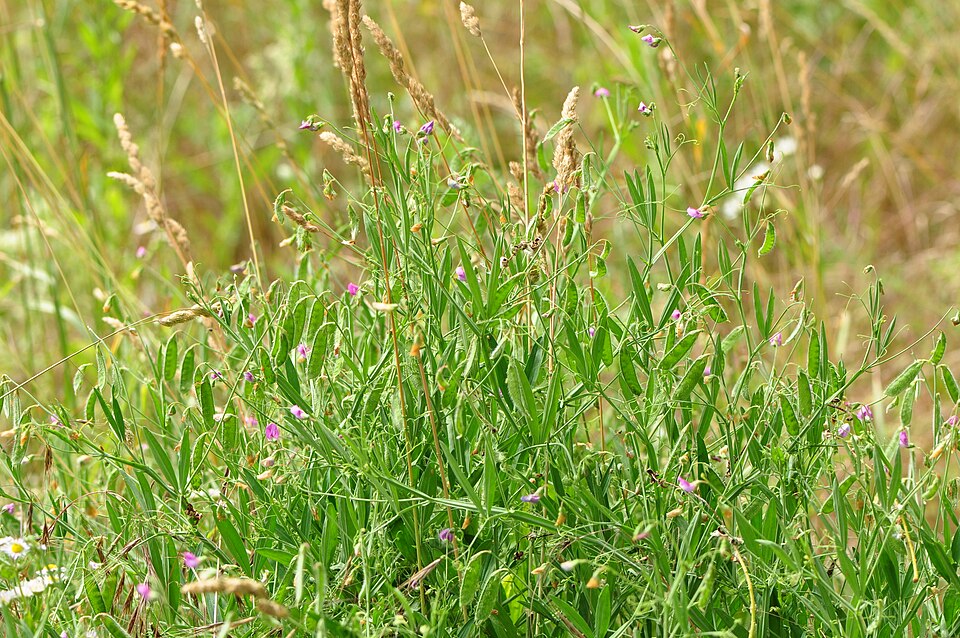 Lathyrus hirsutus (Hairy Vetchling) (alternate view 7)