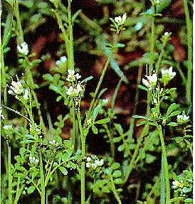 Cardamine pensylvanica (Pennsylvania Bittercress) (alternate view 6)