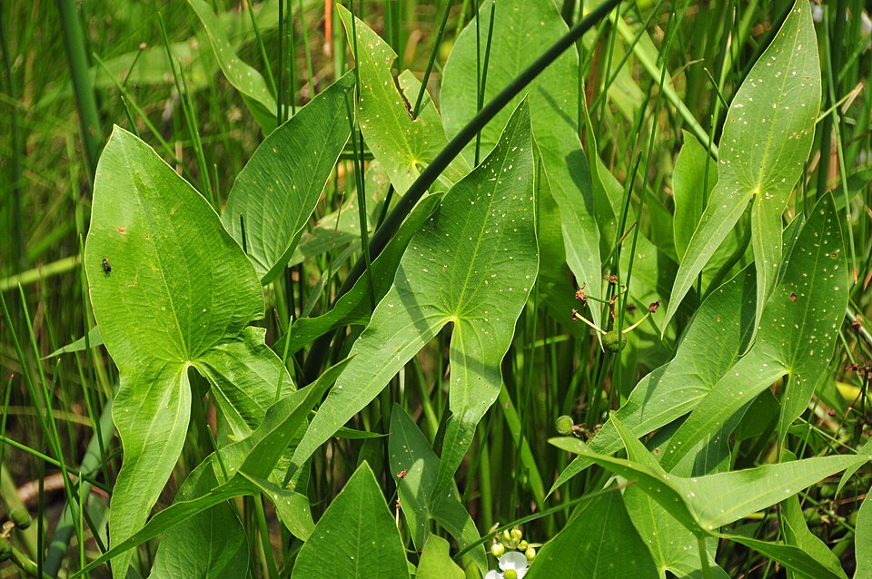 Sagittaria latifolia (Wapato) (alternate view 10)