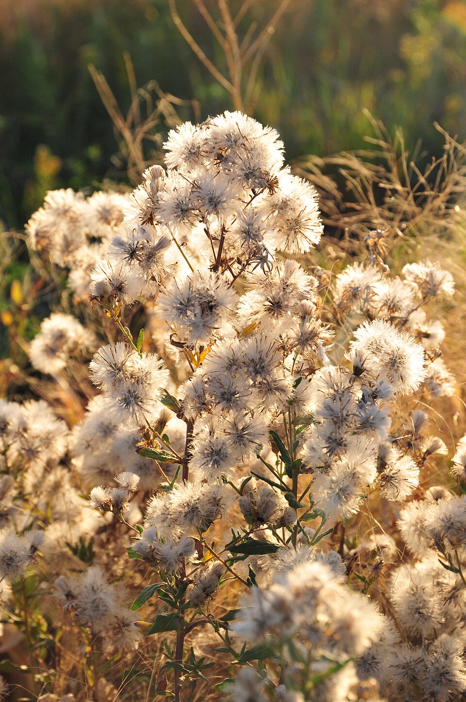 Brickellia eupatorioides (False Boneset)