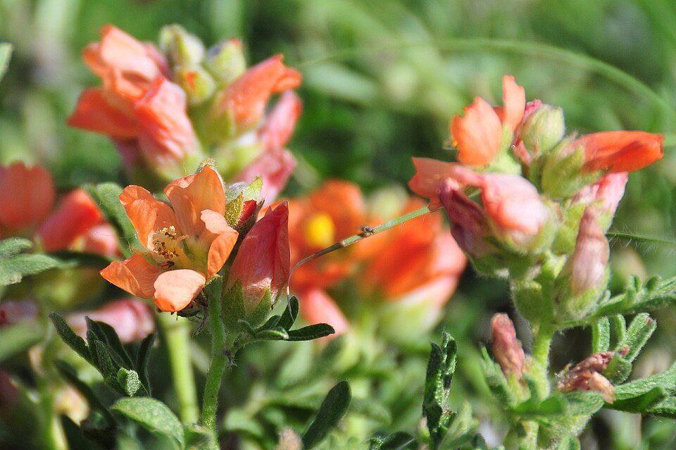 Sphaeralcea coccinea (Scarlet Globemallow) (alternate view 10)