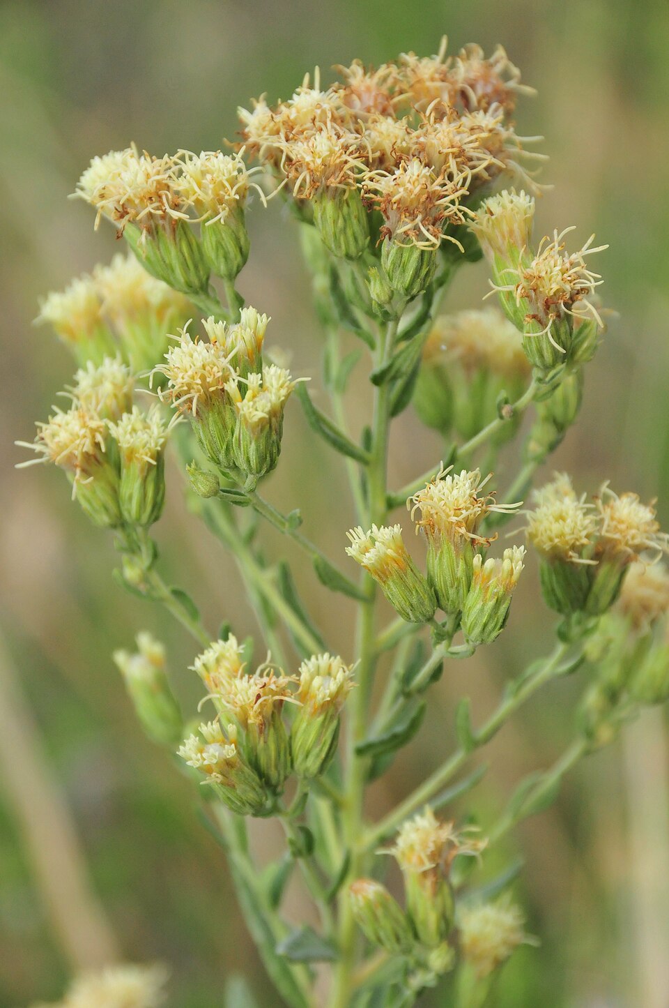 Brickellia eupatorioides (False Boneset) (alternate view 2)