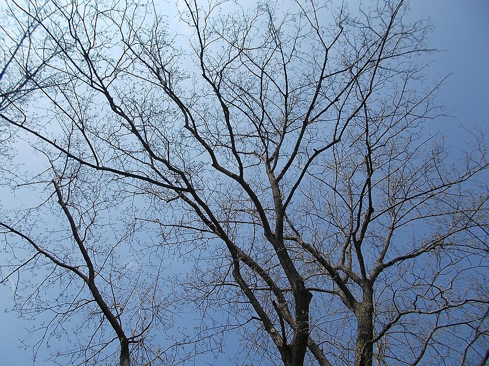 Carya cordiformis (bitternut hickory)
