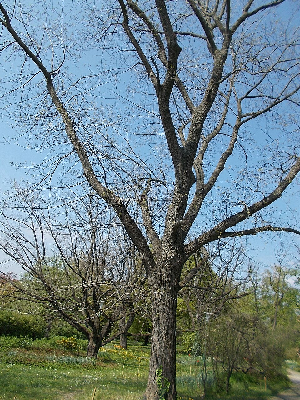 Carya cordiformis (bitternut hickory)