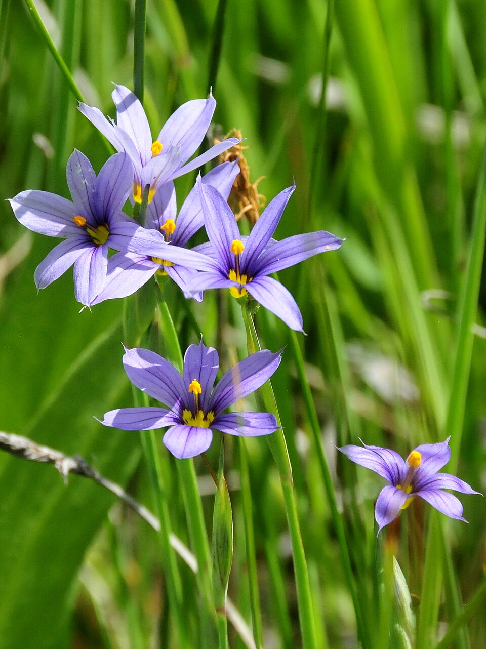 Sisyrinchium idahoense (Idaho Blue-eyed Grass) (alternate view 10)
