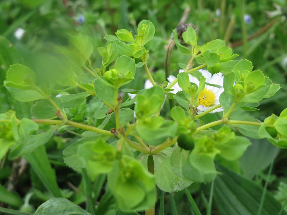 Euphorbia helioscopia (Sun spurge)