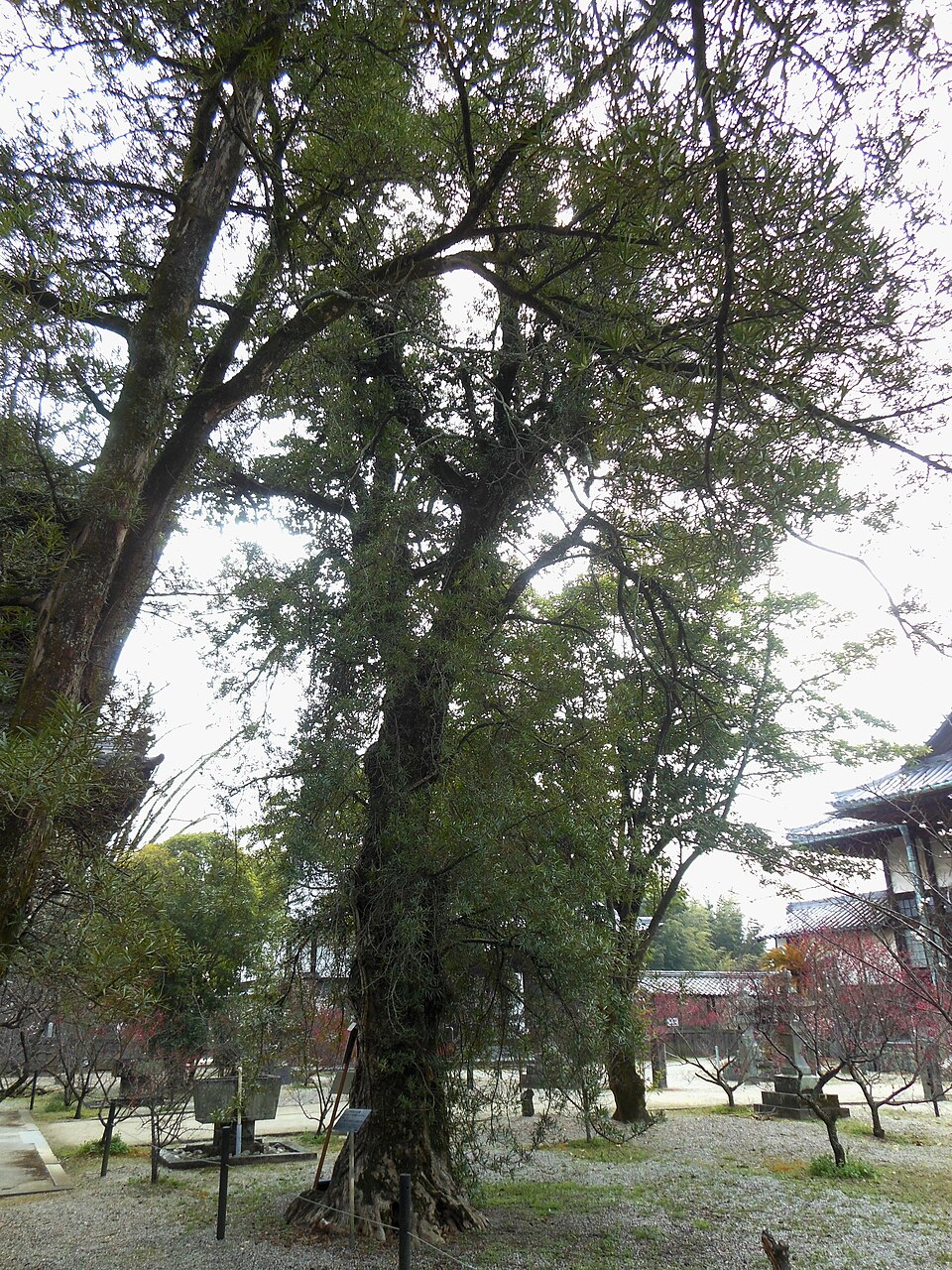 Podocarpus macrophyllus (Buddhist pine) (alternate view 14)