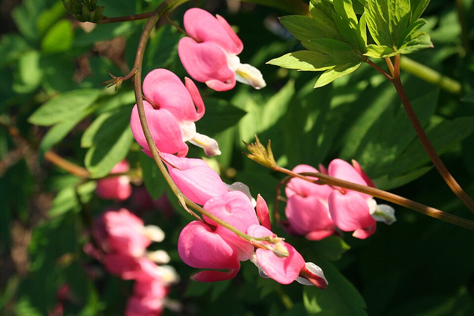 Lamprocapnos spectabilis (bleeding heart)