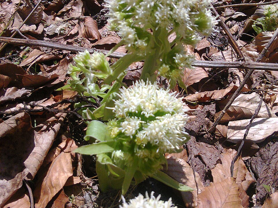 Petasites albus (White Butterbur) (alternate view 10)