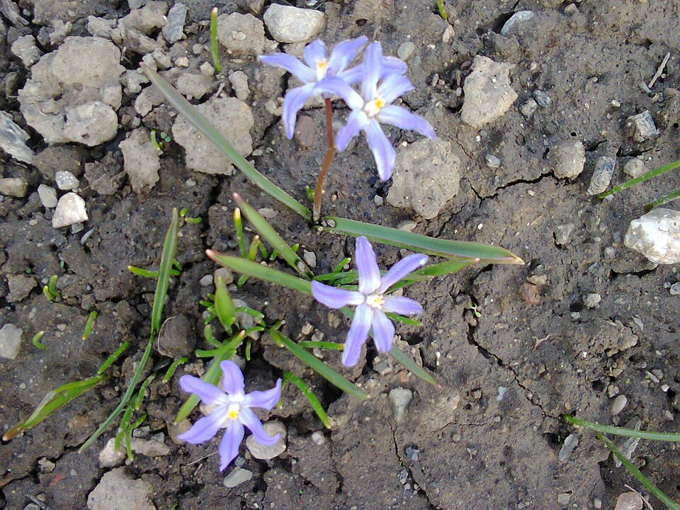 Scilla forbesii (Forbes' Glory-of-the-snow)