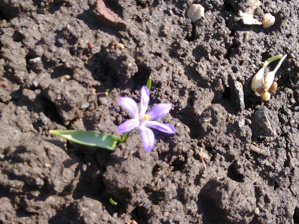 Scilla forbesii (Forbes' Glory-of-the-snow)