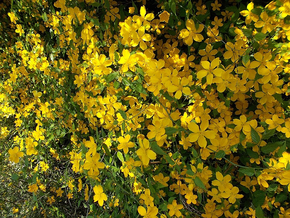 Kerria japonica 'Picta' (Variegated Japanese Kerria) (alternate view 5)
