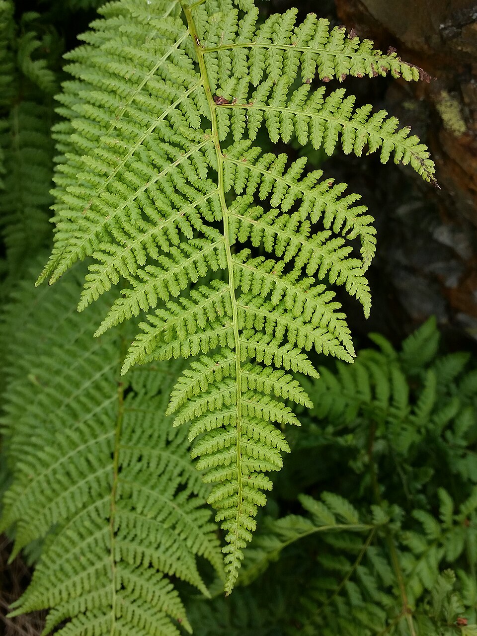 Dryopteris expansa (coast shield fern) (alternate view 8)