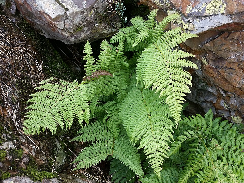 Dryopteris expansa (coast shield fern) (alternate view 9)