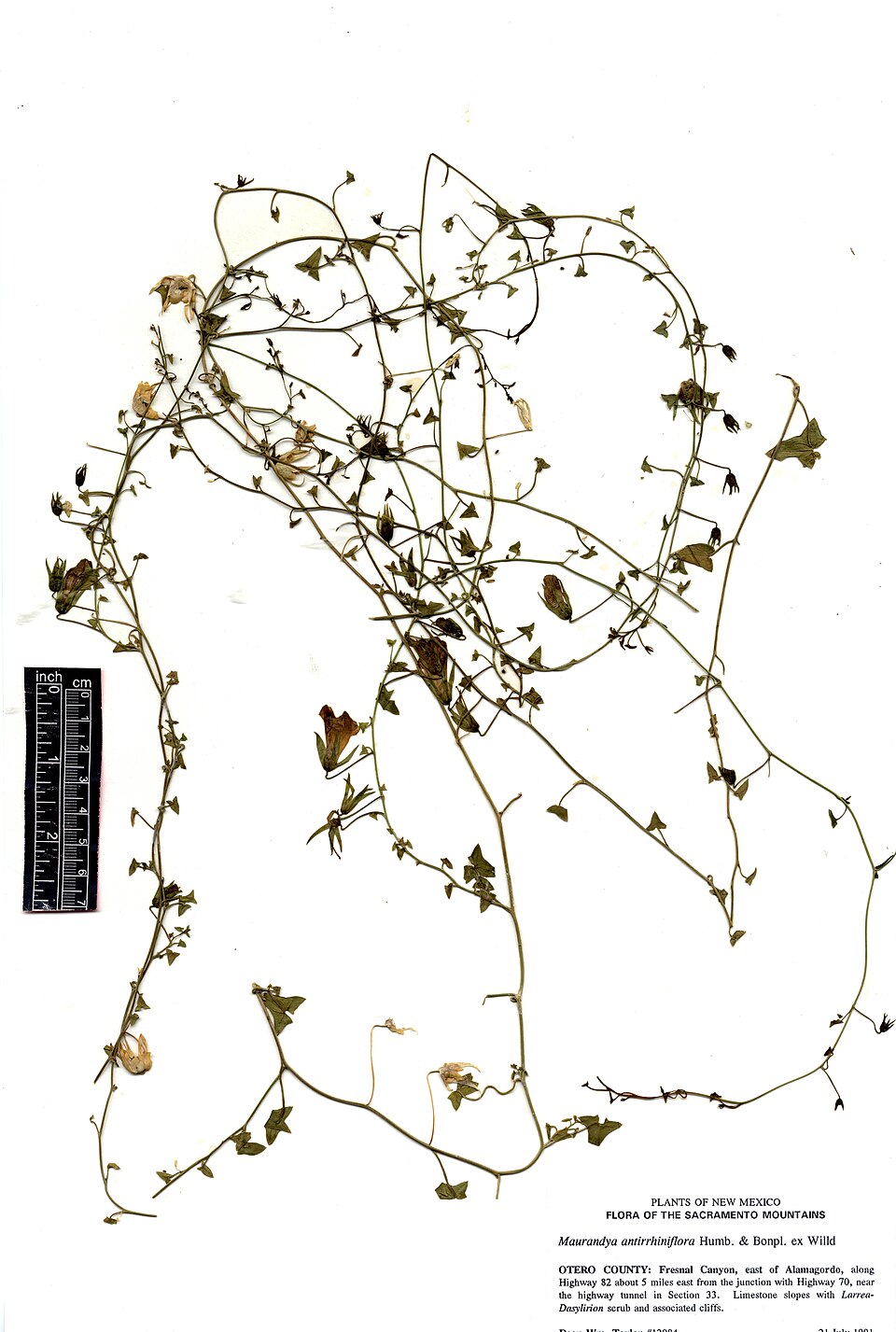 Maurandella antirrhiniflora (Snapdragon Vine) (alternate view 10)