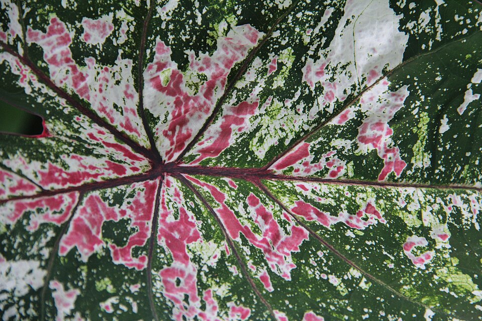 Caladium bicolor (Caladium) (alternate view 6)