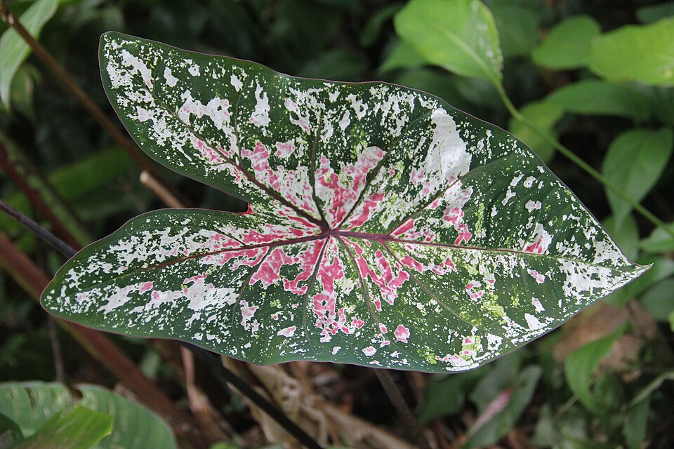 Caladium bicolor (Caladium) (alternate view 7)