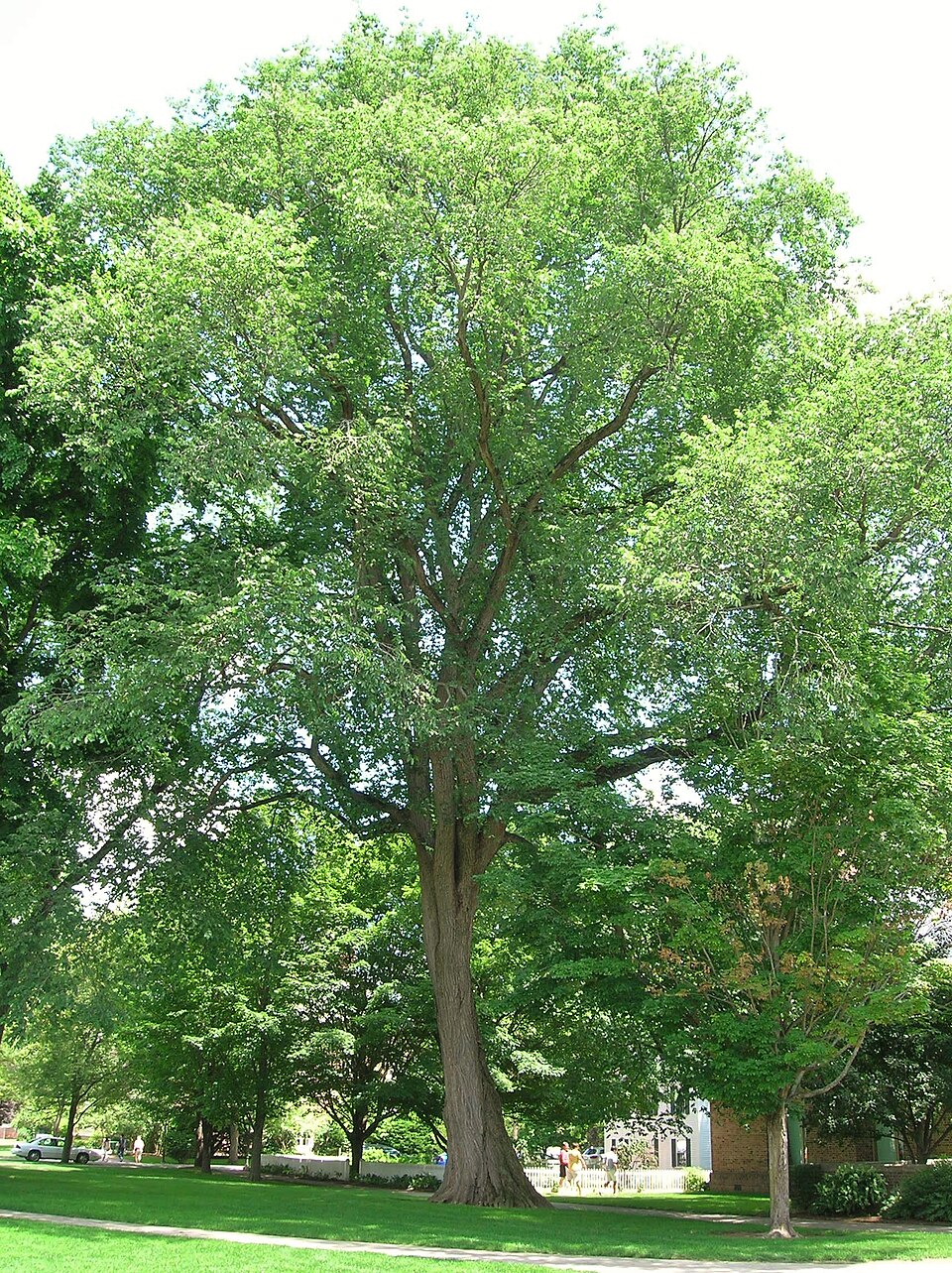 Ulmus americana (American Elm)