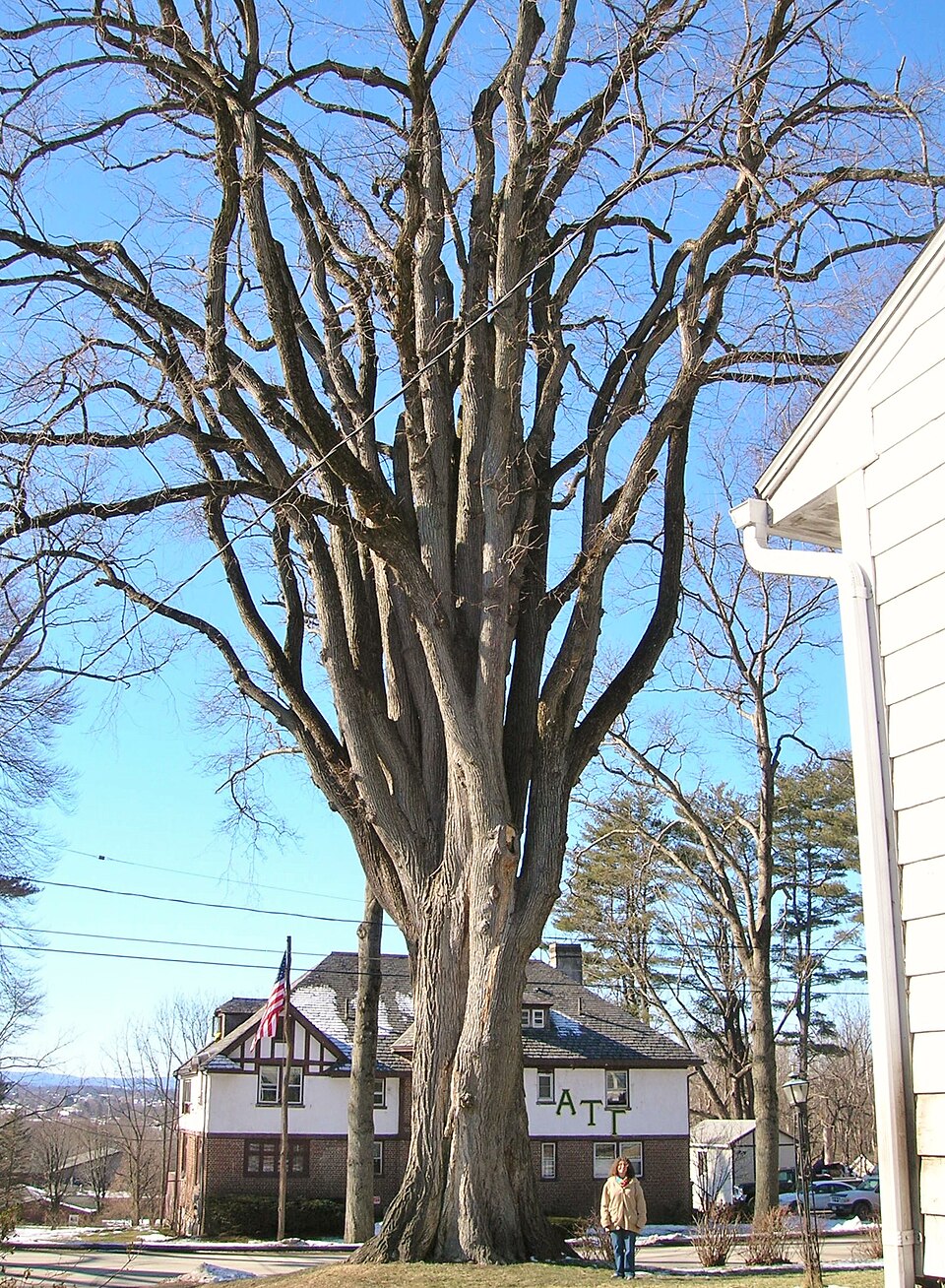 Ulmus americana (American Elm)