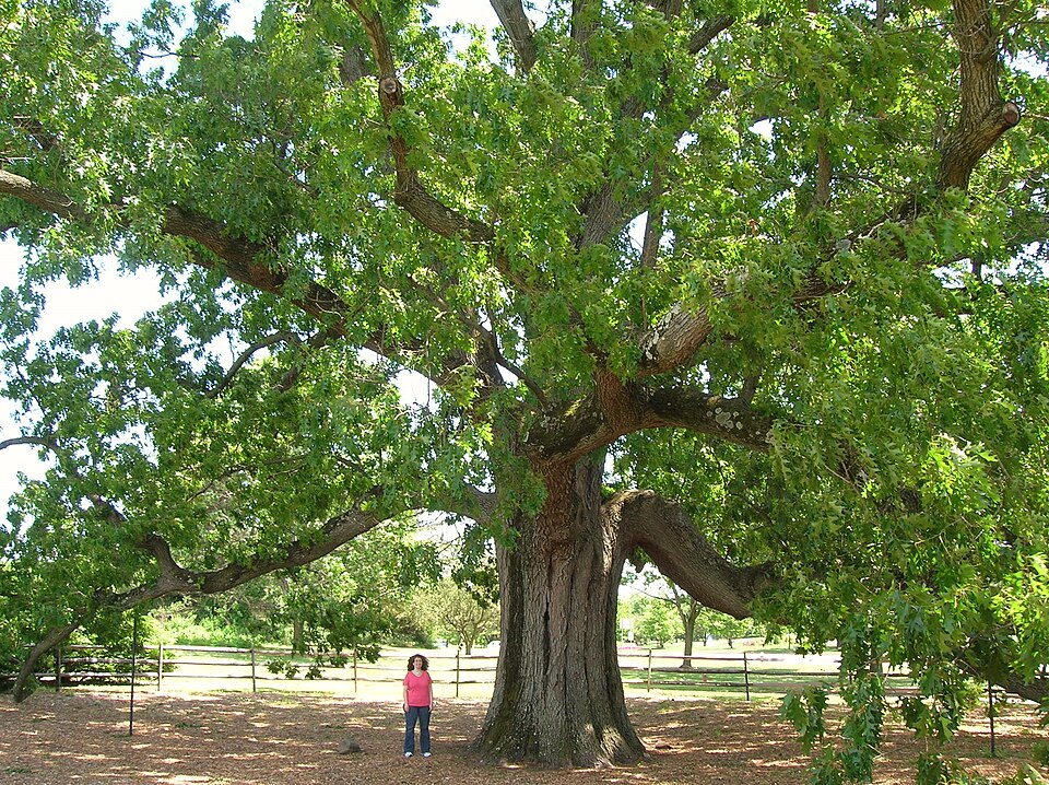 Quercus velutina (black oak)