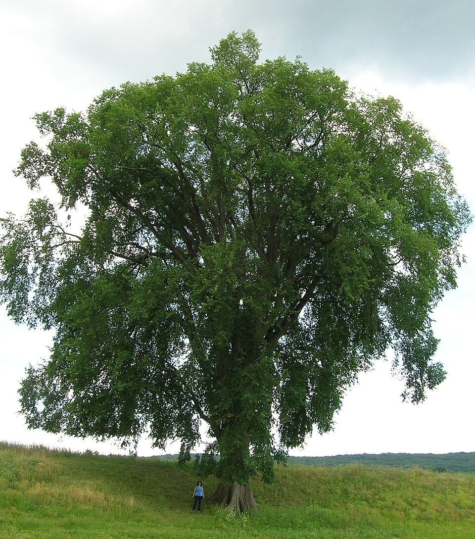 Ulmus americana (American Elm)