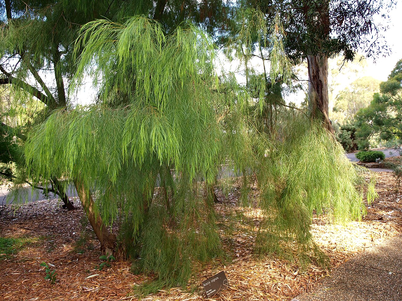 Acacia cognata, River wattle — spreading evergreen (Fabaceae) (image 2 of 8)