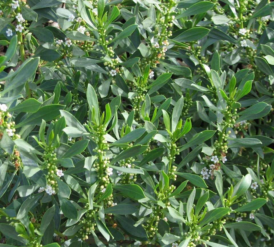 Myoporum insulare (common boobialla)