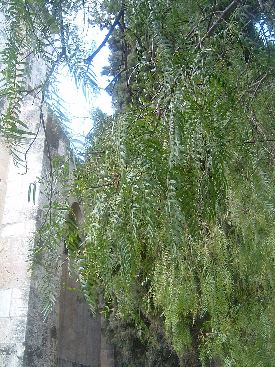 Schinus molle (Peruvian Pepper Tree)