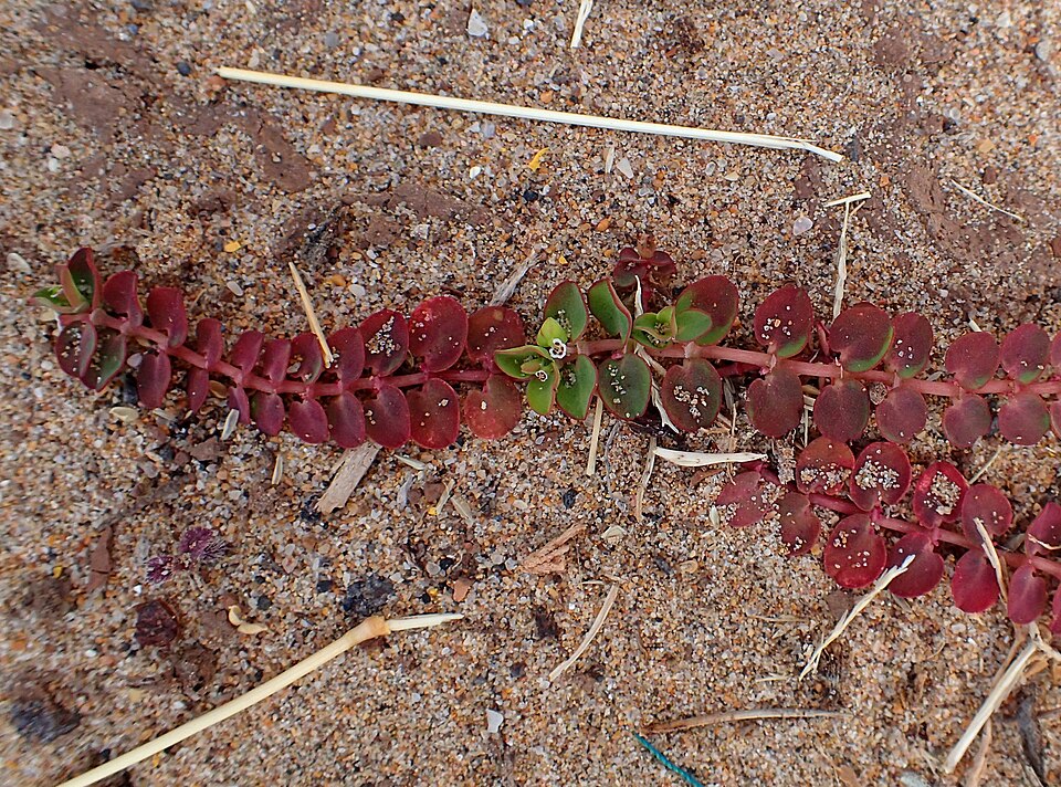 Euphorbia serpens (creeping spurge) (alternate view 7)