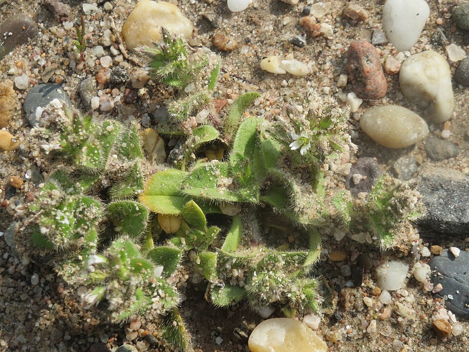 Cerastium glomeratum (Sticky mouse-ear chickweed)