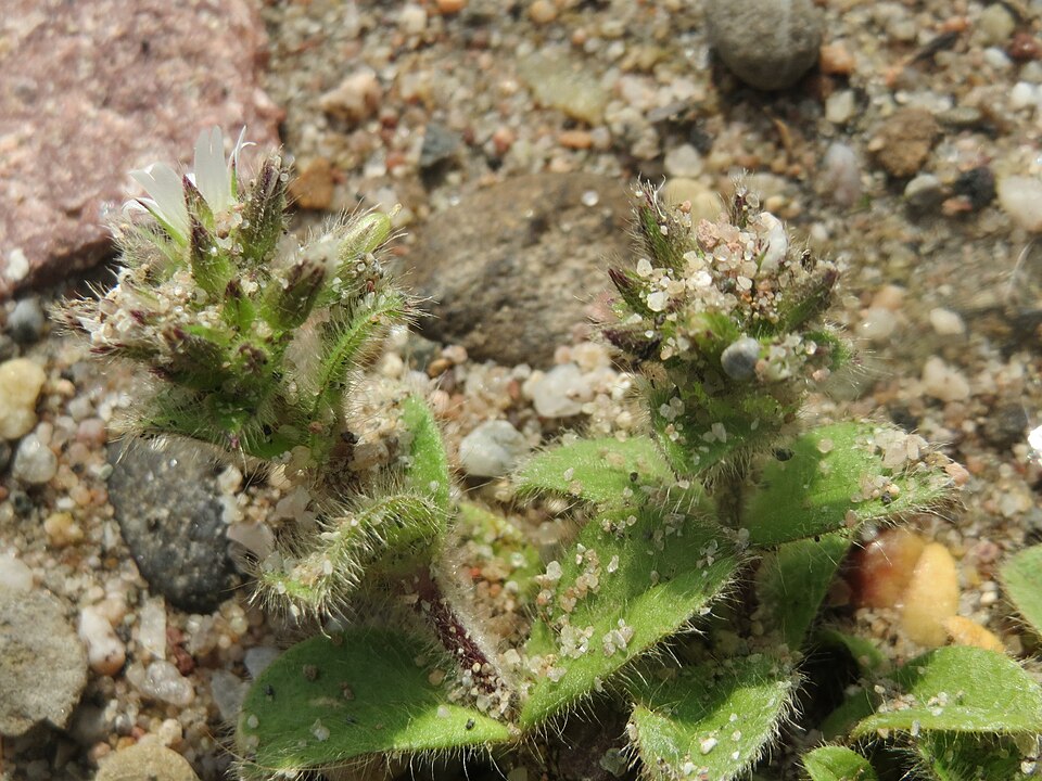 Cerastium glomeratum (Sticky mouse-ear chickweed)