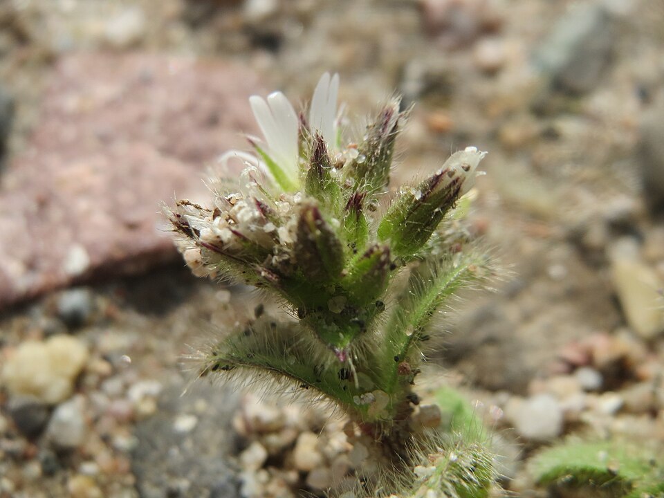 Cerastium glomeratum (Sticky mouse-ear chickweed)