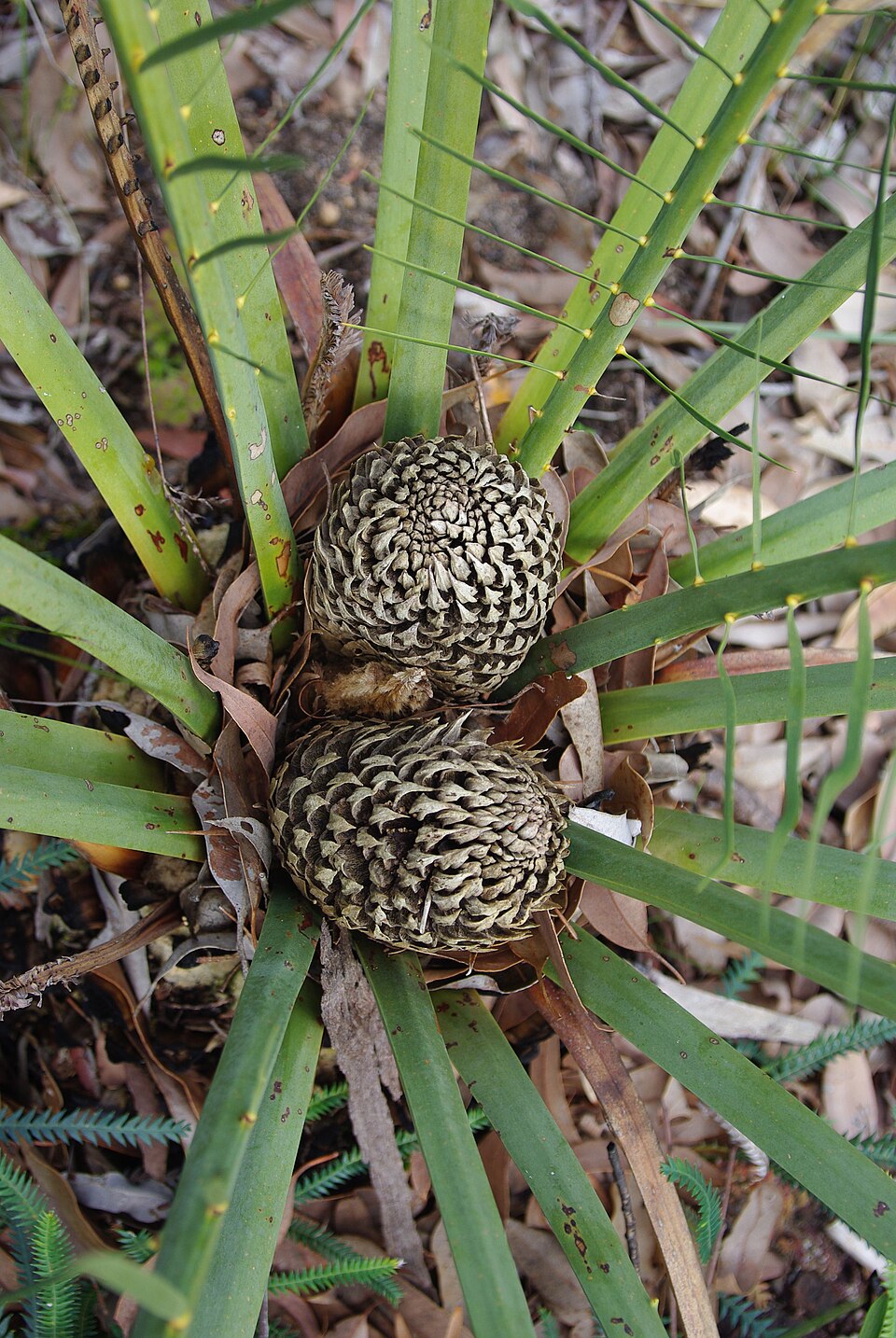 Macrozamia riedlei (Zamia Palm) (alternate view 8)