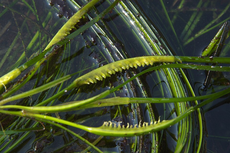 Phyllospadix (surfgrasses)