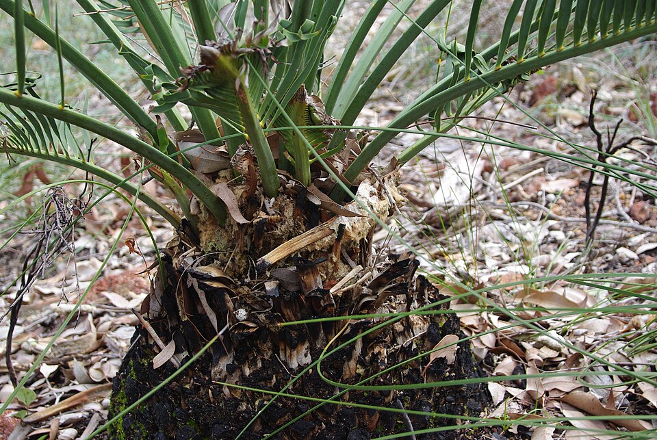 Macrozamia riedlei (Zamia Palm) (alternate view 9)