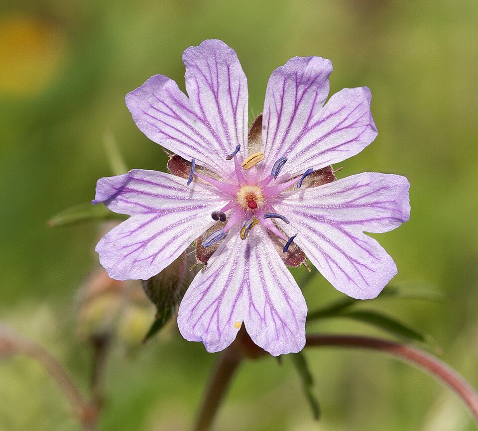 Geranium tuberosum (Tuberous Geranium)