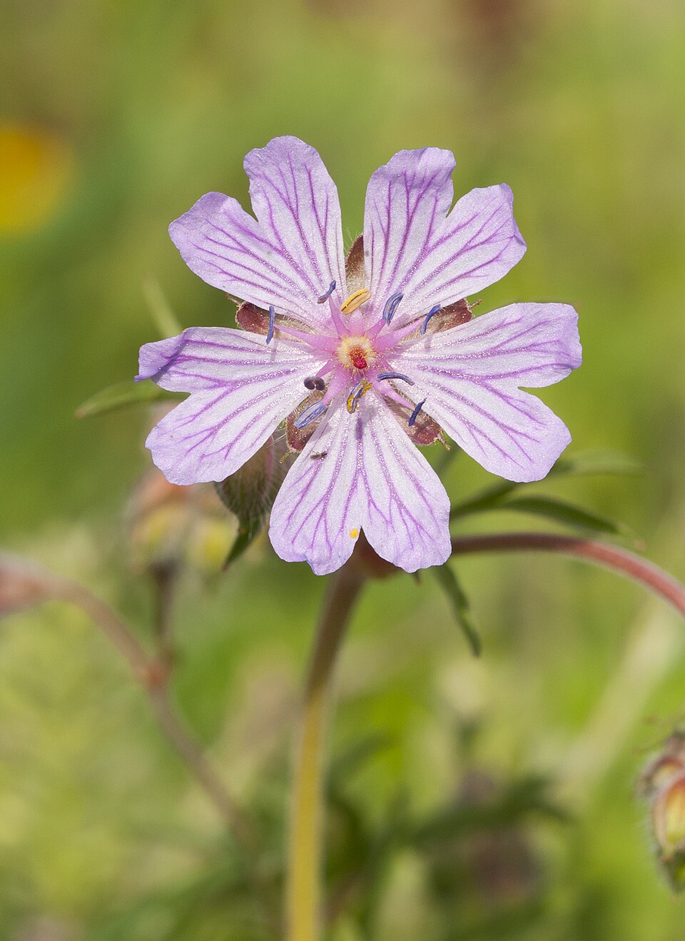 Geranium tuberosum (Tuberous Geranium)