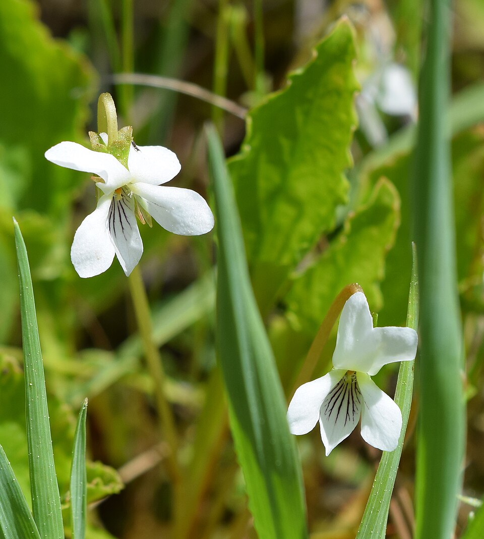 Viola blanda (sweet white violet) (alternate view 9)