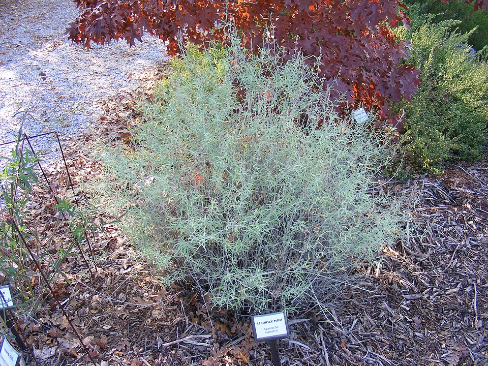 Agastache rupestris (Sunset Hyssop) (alternate view 7)