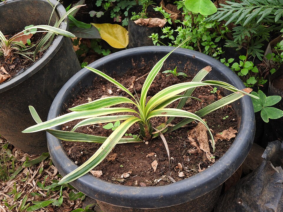 Liriope muscari 'Variegata' (Variegated Lilyturf)