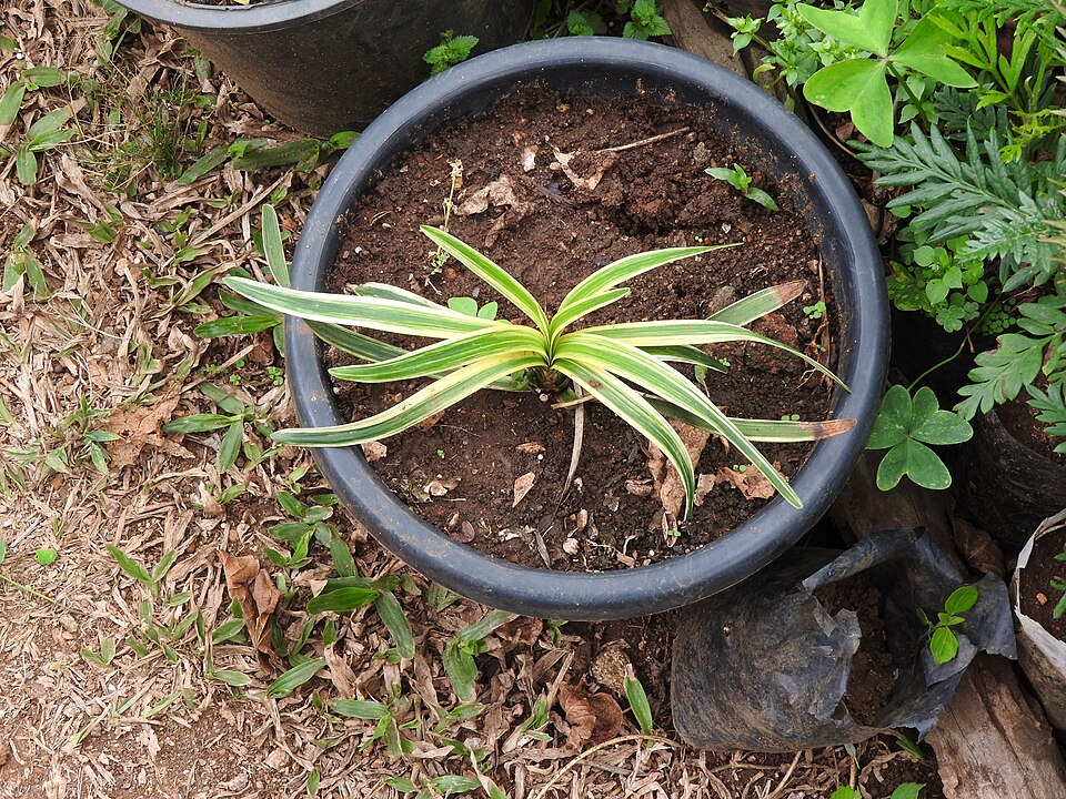Liriope muscari 'Variegata' (Variegated Lilyturf) (alternate view 2)