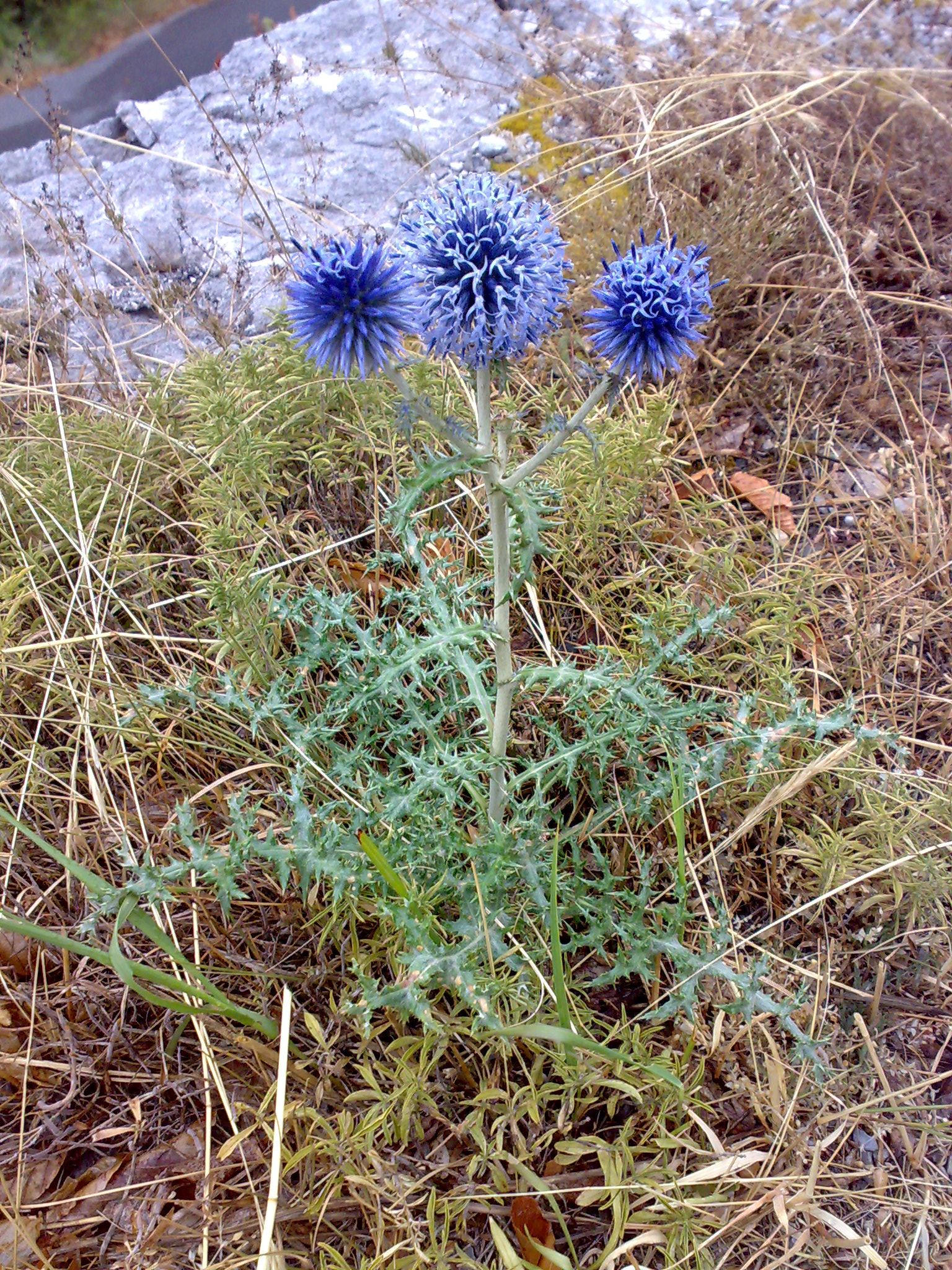Echinops ritro, Globe thistle — upright deciduous (Asteraceae) (image 3 of 10)