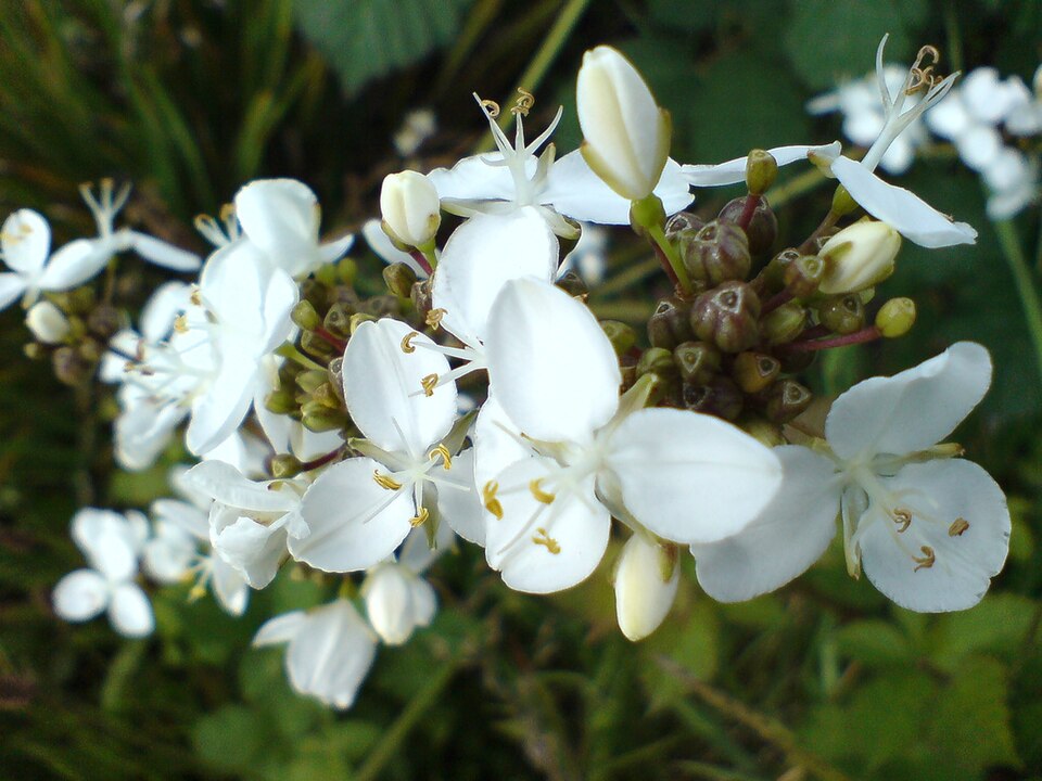 Libertia chilensis (alternate view 9)