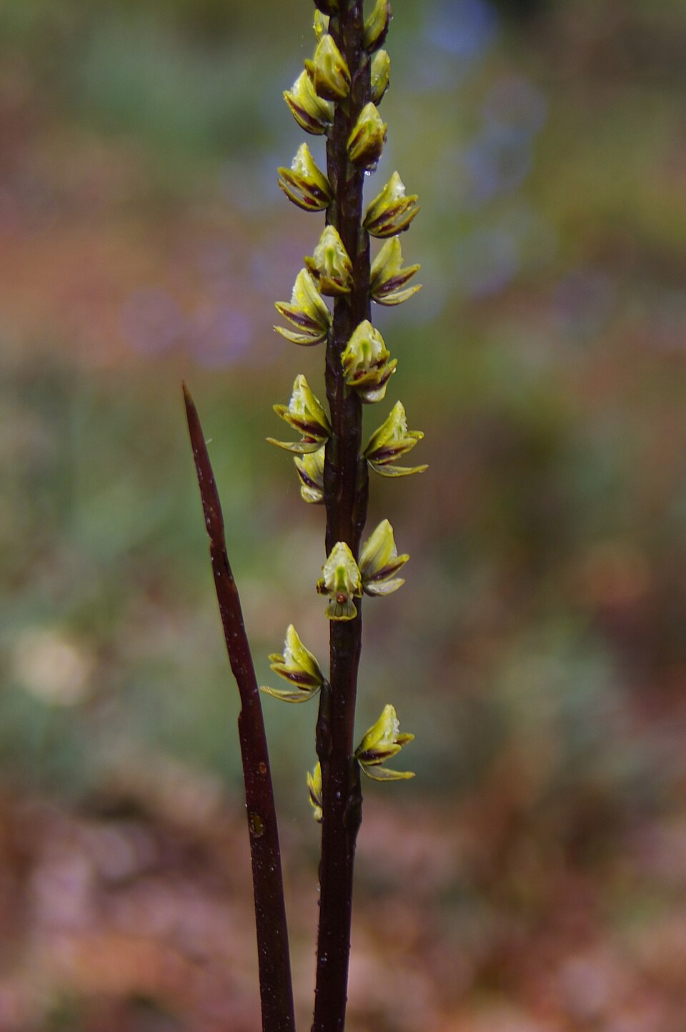 Prasophyllum elatum (Tall Leek Orchid) (alternate view 7)