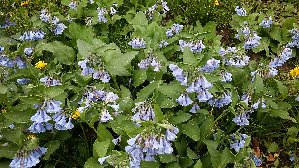 Mertensia virginica (Virginia Bluebells) (alternate view 7)