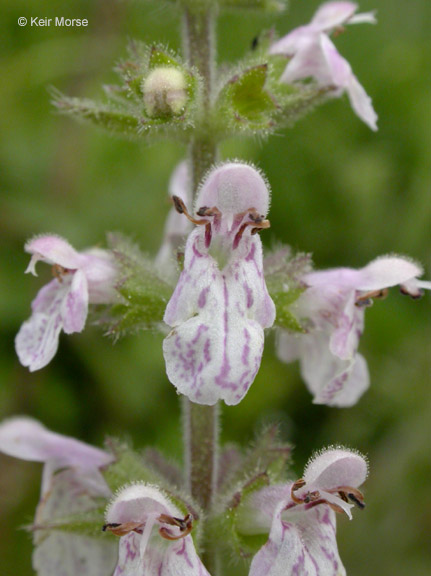 Stachys rigida (Rough Hedgenettle) (alternate view 2)