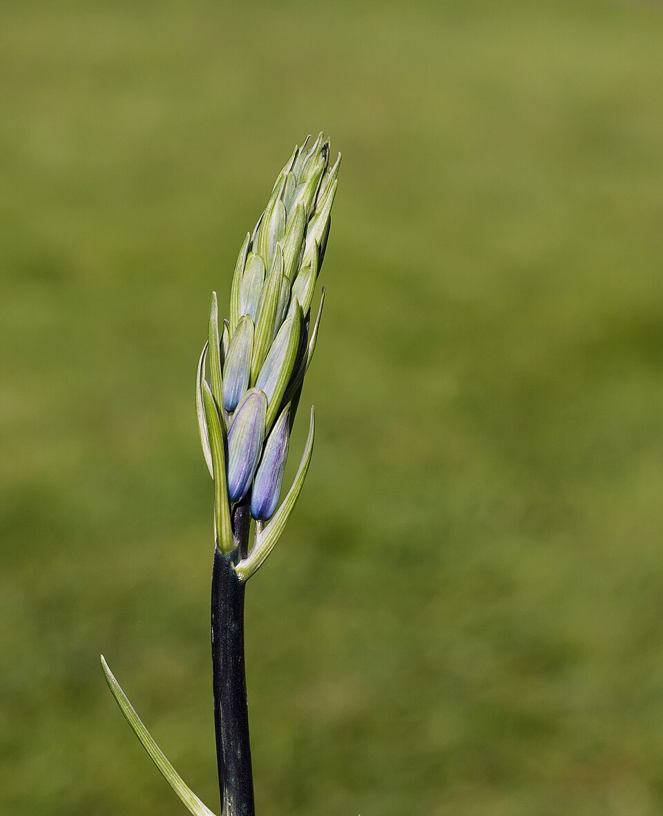 Hyacinthoides non-scripta (bluebell)